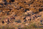 Hyaena with a leg bone
