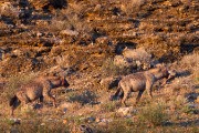 Hyaena with a leg bone