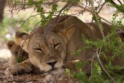 We thought this was another flat lion beside the road.