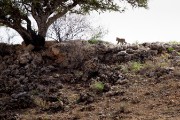 Miera's cubs playing on the ridge. We saw them on 4 different mornings.