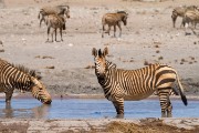 We have entered Etosha Park from the Galton Gate