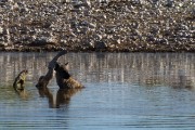 Hyena cooling off