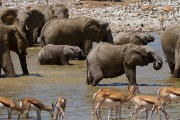 Okaukuejo waterhole in front of our chalet