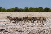 Zebra waiting to drink