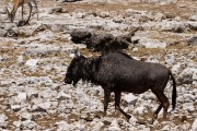 Wildebeest