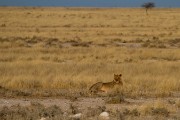 Lion at sunrise