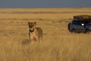 2 lions walking in to Rietfontein waterhole