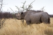 Black rhino