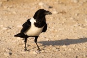 Pied crow