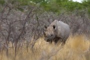 More black rhinos