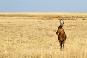 Red hartebeest