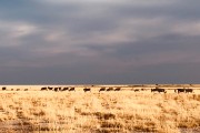 More zebras then we've ever seen in Etosha