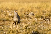 Secretarybird