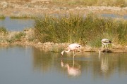 Greater flamingos