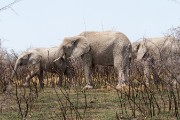 More white giants eatting the burned bushes