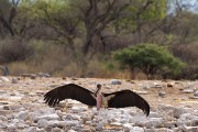 Marabou stork