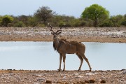 Kudu