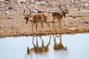 Springbok