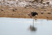 Marabou stork