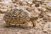 Leopard tortoise