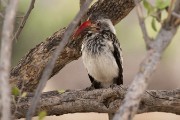 Red-billed hornbill