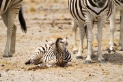 Baby zebra