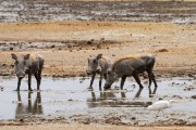 Warthog family