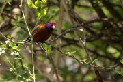 Violeteared waxbill