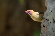 Common waxbill