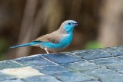 Blue waxbill