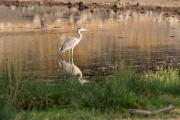 Grey heron