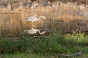 Fishing in the waterhole