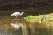 African spoonbill