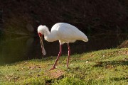 African spoonbill