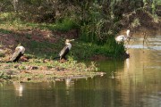 White-breasted cormorant