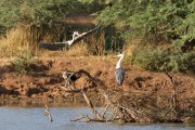 Grey heron on a nest