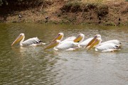 Great white pelicans