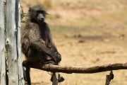 Baboon watching us