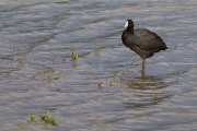 Red-knobbed coot