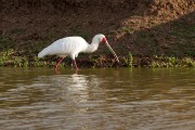 African spoonbill