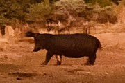 Hippo leaving at dusk to eat