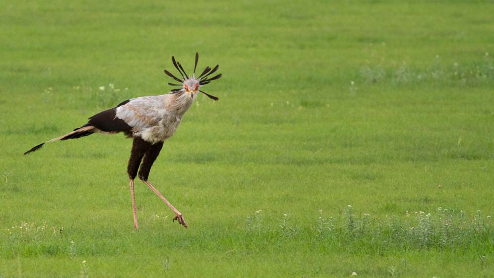 Secretary Bird