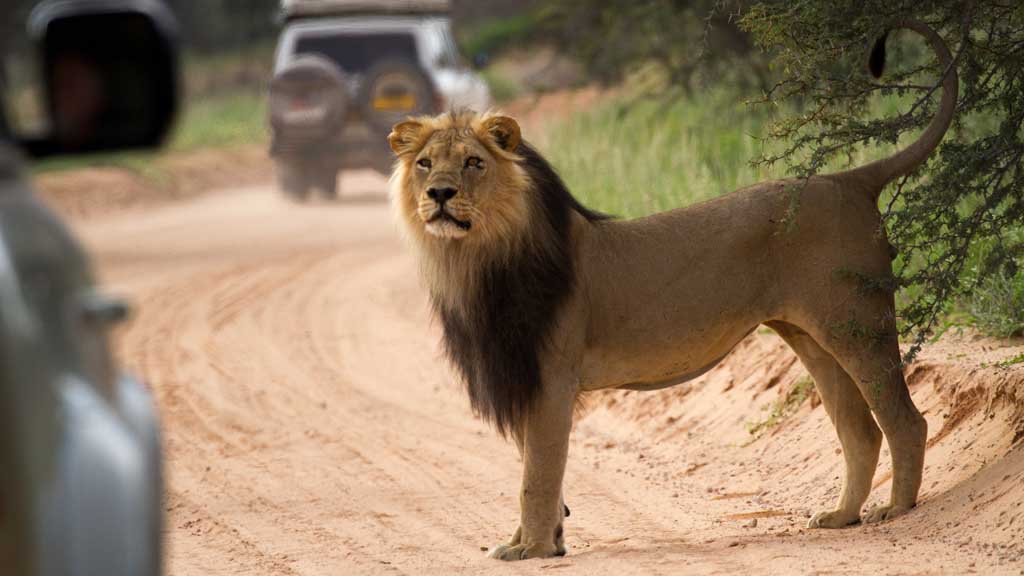 Male Lion