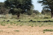 Within minutes of entering the Park we had our first lion sighting