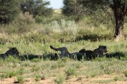 Lions resting