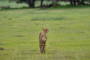 Cheetah mom Lizzie