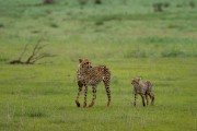 Lizzie with cub