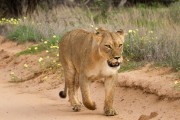 One of 4 lions walking the road at 8 am