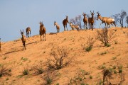 Hartebeest watching the lions walk by