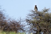 Martial eagle